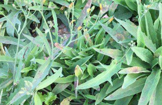 ��˺��ѹ�Ӣ������ ��˺��ѹ�Ӣ��һ�����